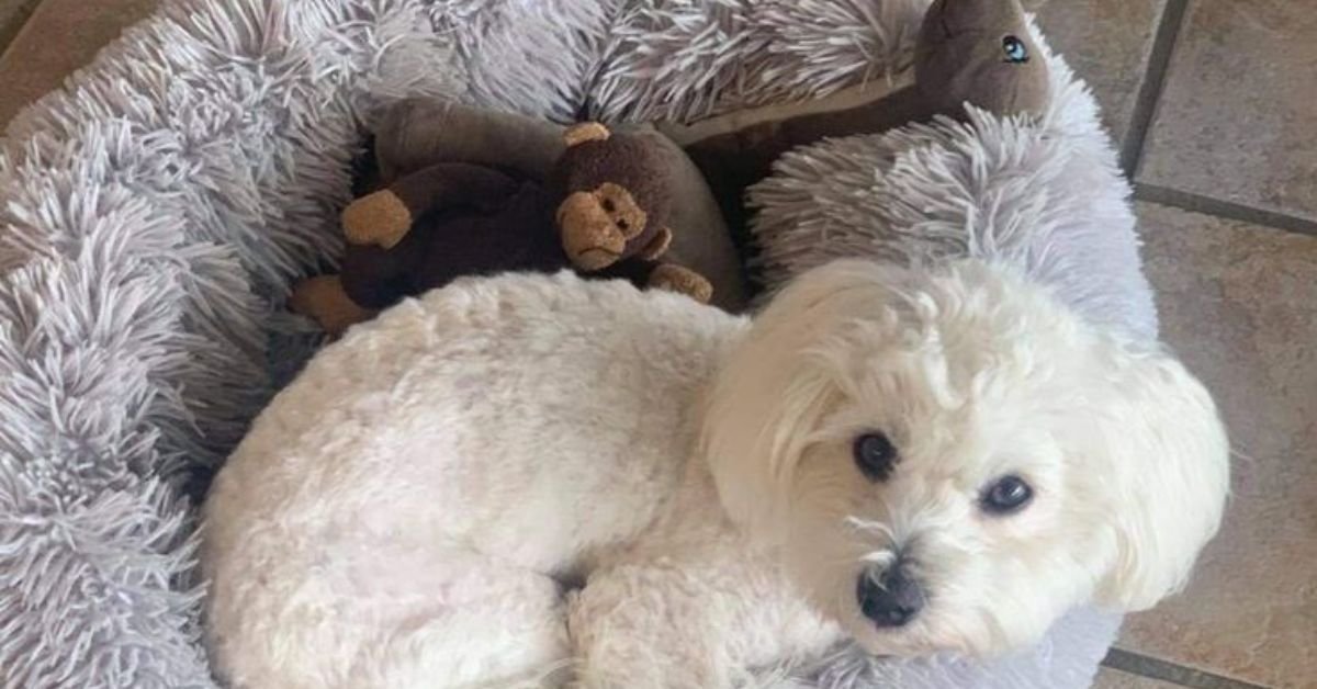 little live pets dog