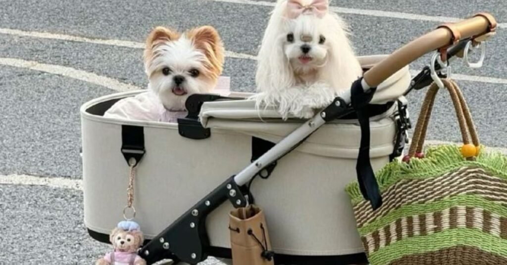 “Double pet stroller for two dogs with comfortable design.”