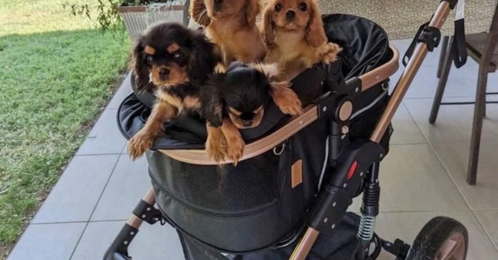 Comfortable double stroller designed for two dogs.”